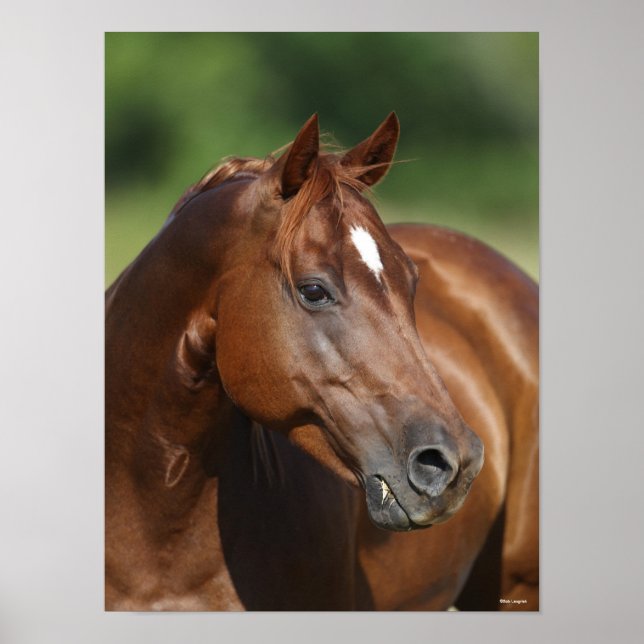 Poster Bob Langrish Chestnut Quarter Cheval Mare Headshot (Devant)