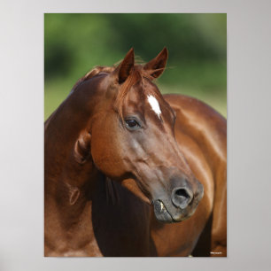 Poster Bob Langrish Chestnut Quarter Horse Mare Headshot