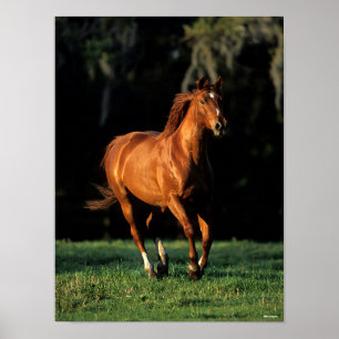 Poster Bob Langrish   Chestnut Thermoblood Mare Running