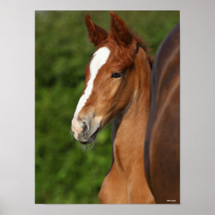 Poster Bob Langrish   Chestnut Warmblood Foal Headshot