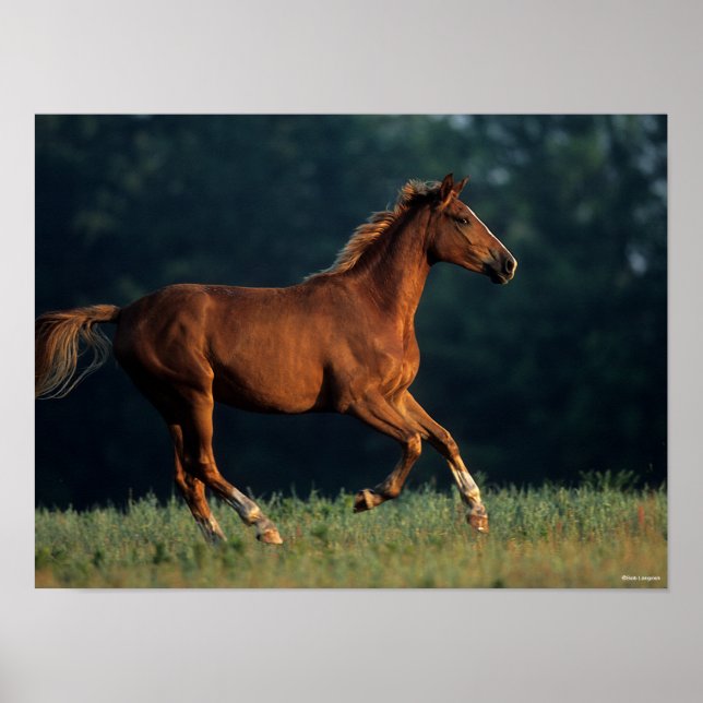Poster Bob Langrish | Chestnut Warmblood Running (Devant)