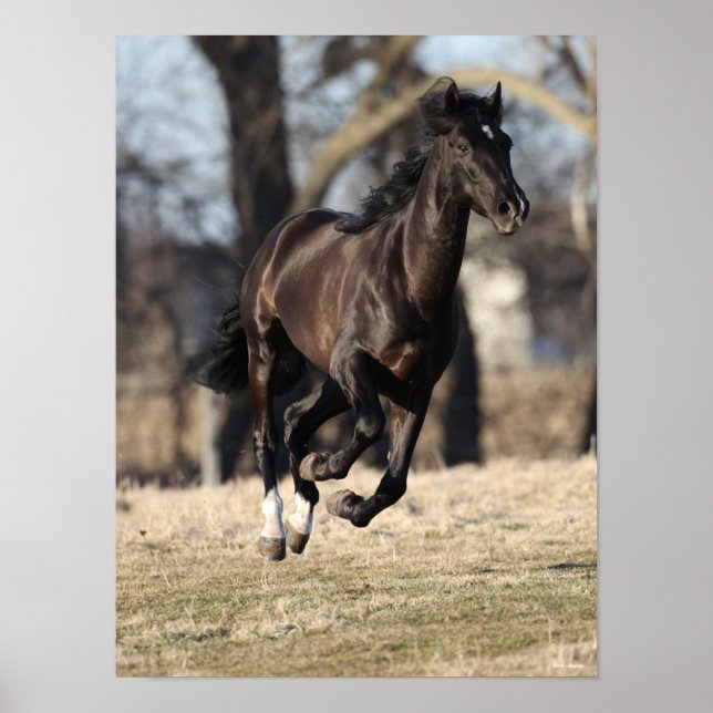 Poster Bob Langrish | Cheval Andalou Noir Courir (Devant)
