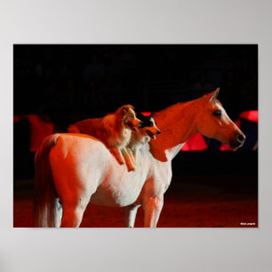 Poster Bob Langrish Cheval arabe debout avec des chiens