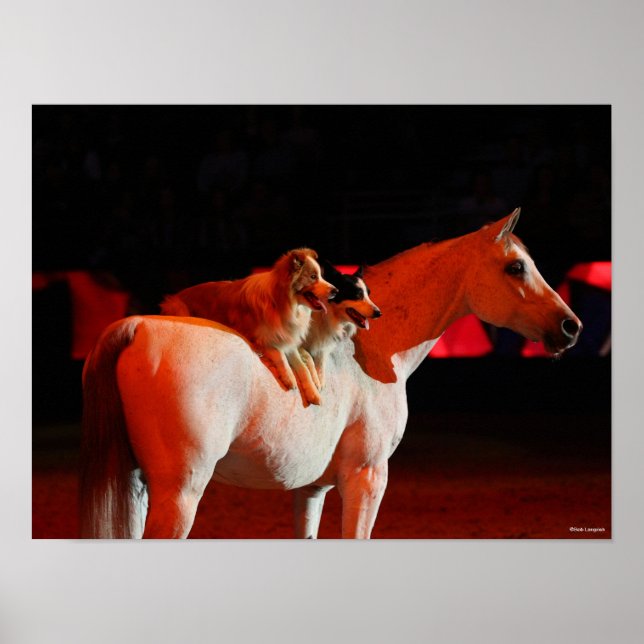Poster Bob Langrish | Cheval arabe debout avec des chiens (Devant)