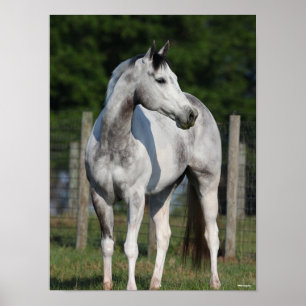 Poster Bob Langrish   Cheval Dapple Grey Quarter debout