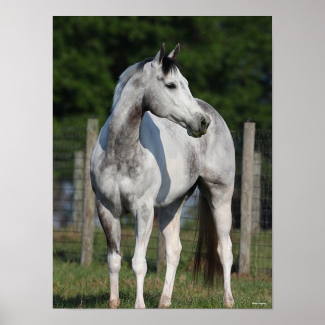 Poster Bob Langrish | Cheval Dapple Grey Quarter debout (Devant)