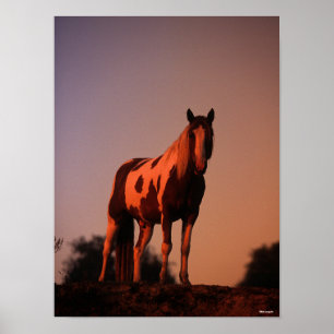 Poster Bob Langrish   Cheval de peinture debout au couche