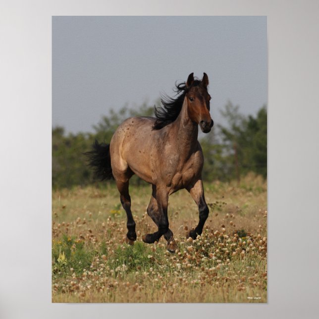 Poster Bob Langrish | Cheval Quart Courant En Fleurs (Devant)