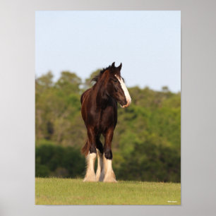 Poster Bob Langrish   Cheval Shire En Champ