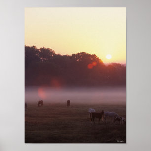 Poster Bob Langrish Chevaux arabes pâturant au lever d