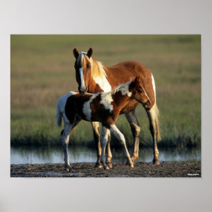 Poster Bob Langrish   Chincoteague Mare et Foie debout