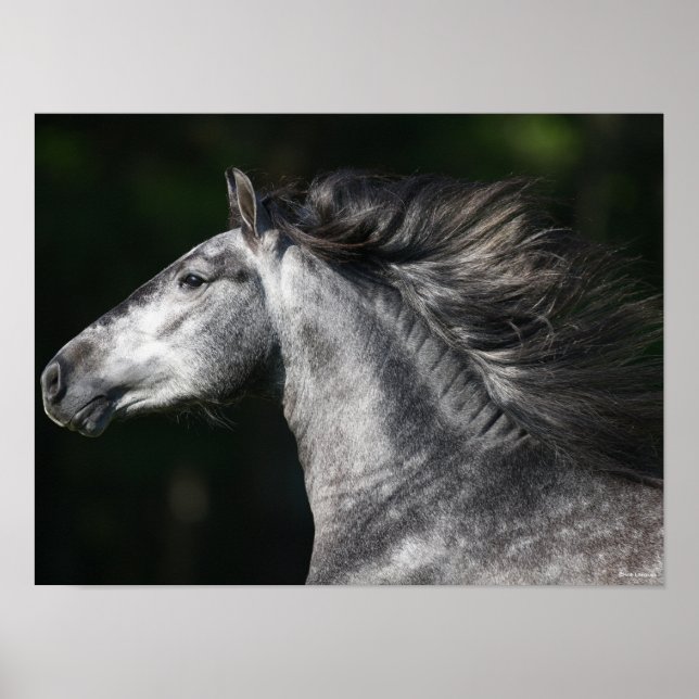 Poster Bob Langrish | Dapple Grey Andalucian headshot (Devant)
