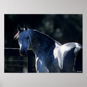 Poster Bob Langrish Dapple Grey Arab Headshot Backlit