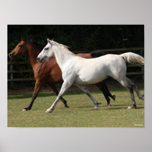 Poster Bob Langrish Deux Chevaux Arabes Courir Ensemble