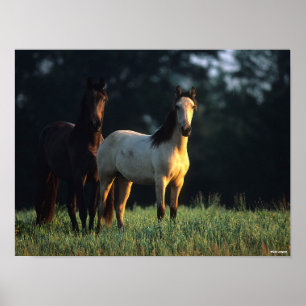 Poster Bob Langrish   Deux Mustangs Kiger debout