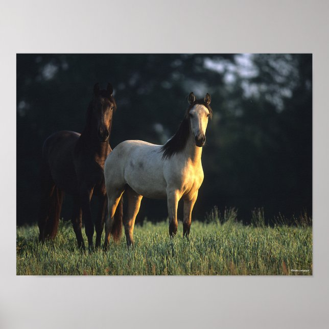 Poster Bob Langrish | Deux Mustangs Kiger debout (Devant)
