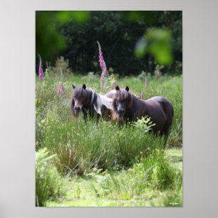 Poster Bob Langrish Deux poneys Shetland se rassemblent