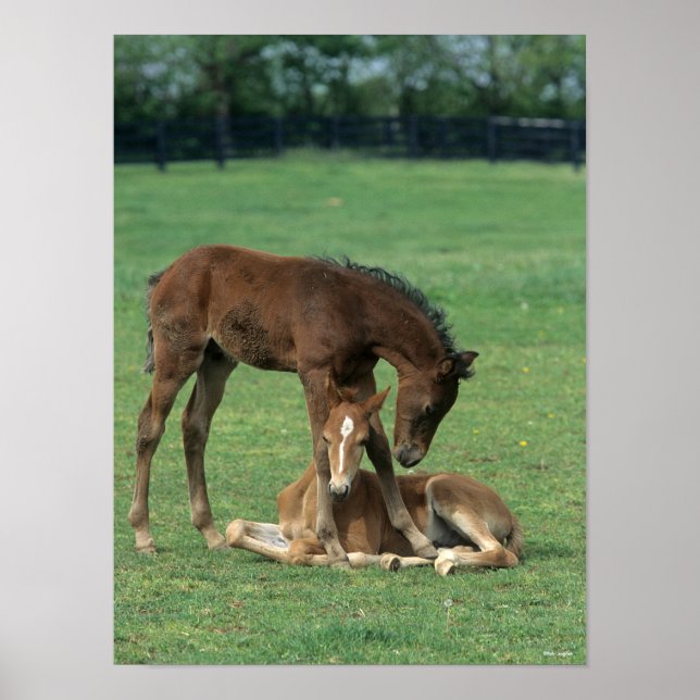 Poster Bob Langrish | Deux poulains de Morgan Horse jouen (Devant)