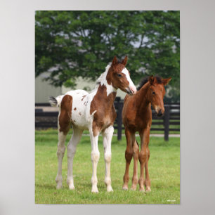 Poster Bob Langrish   Deux poulains du cheval sportif deb