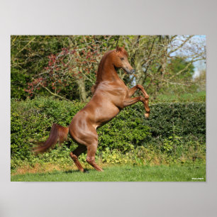 Poster Bob Langrish Élevage d'étalons arabes en chât