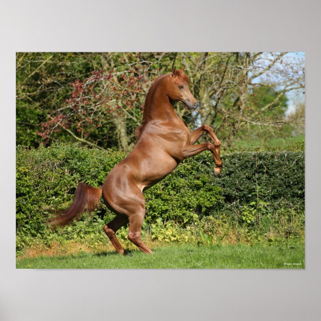 Poster Bob Langrish | Élevage d'étalons arabes en châtaig (Devant)