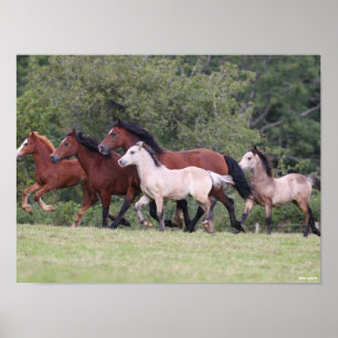 Poster Bob Langrish Gallois ponies courir des mares et de