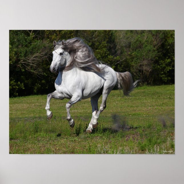 Poster Bob Langrish | Gray Andalucian Stallion Courir (Devant)