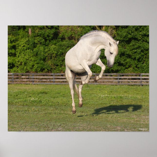 Poster Bob Langrish | Gray Andalucian Stallion Leaping (Devant)