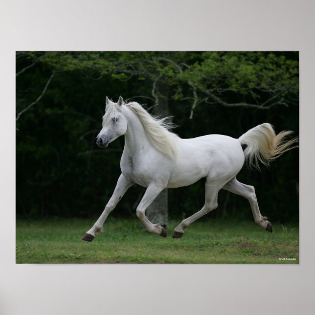 Poster Bob Langrish | Gray Arab Running (Devant)