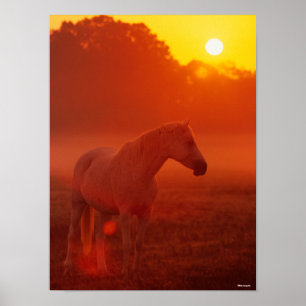 Poster Bob Langrish   Gray Arab Standing au coucher du so