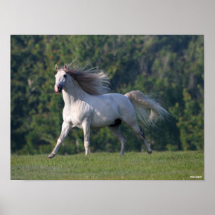 Poster Bob Langrish   Gray Lusitano Stallion en marche