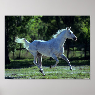 Poster Bob Langrish   Gray Thoroughbred Stallion Running