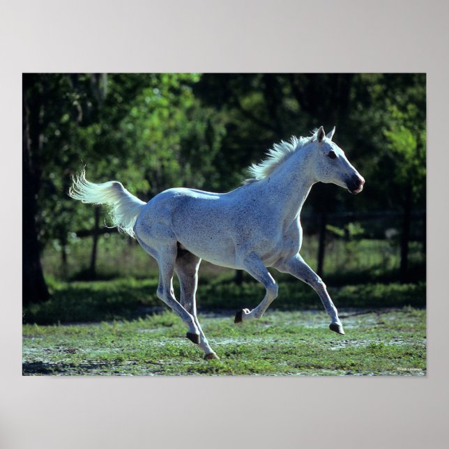 Poster Bob Langrish | Gray Thoroughbred Stallion Running (Devant)