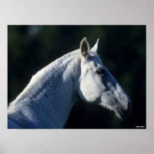 Poster Bob Langrish Gray Warmblood Standing Headshot