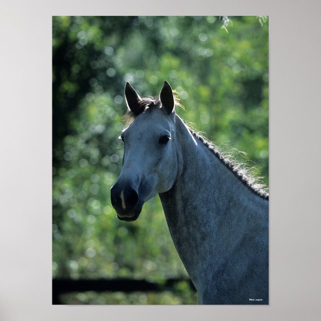 Poster Bob Langrish Greish Dutch Warmblood Headshot rétro (Devant)