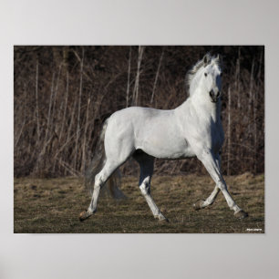 Poster Bob Langrish   Grey Andalucian Stallion Walking