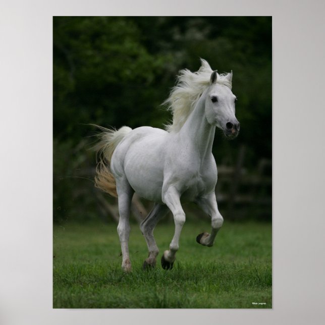 Poster Bob Langrish | Grey Arab Running Mane Flowing (Devant)
