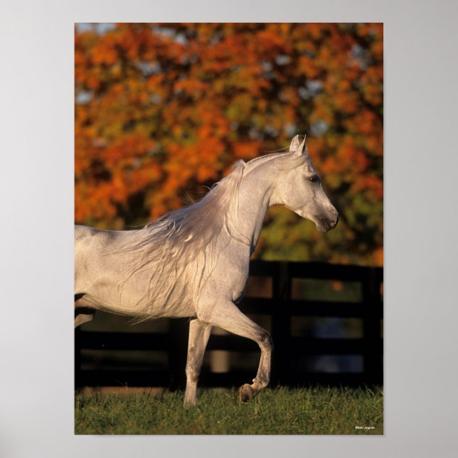 Poster Bob Langrish | Grey Arab Stallion Walking Autumn (Devant)