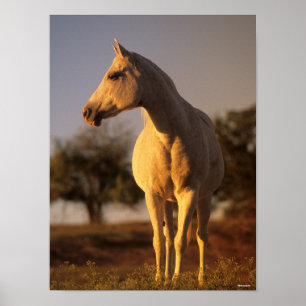 Poster Bob Langrish   Grey Arab Standing