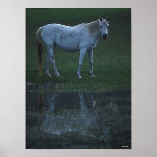 Poster Bob Langrish Grey Arab Standing By Pond Reflet (Devant)
