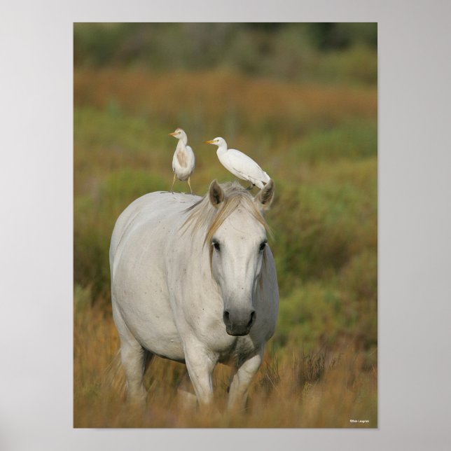 Poster Bob Langrish | Grey Camargue Horse with Two Birds (Devant)