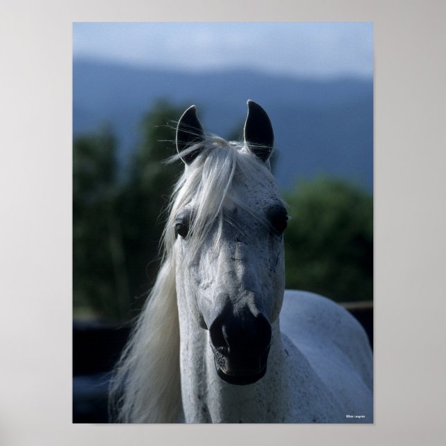 Poster Bob Langrish Grey Stallion arabe debout (Devant)