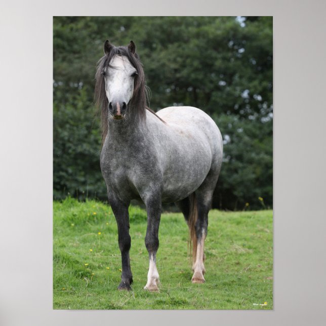 Poster Bob Langrish | Grey Welsh Pony Standing (Devant)