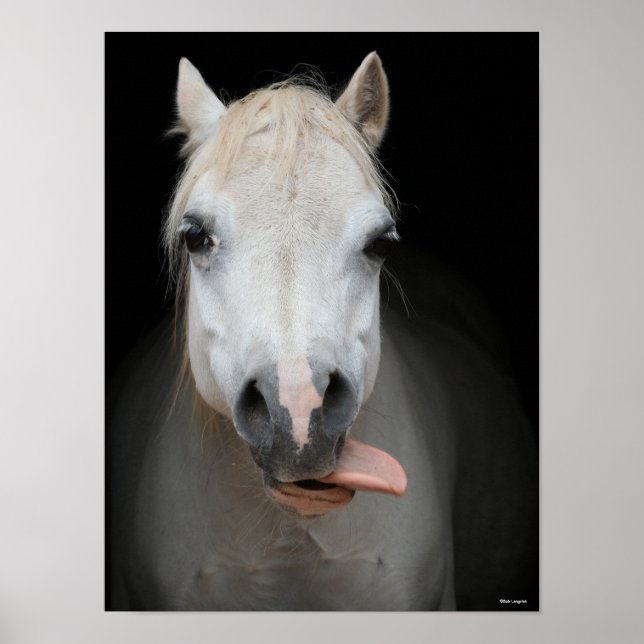 Poster Bob Langrish | Gris Gallois Pony Avec La Langue So (Devant)