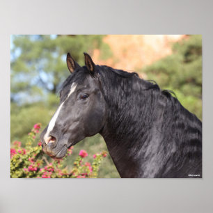 Poster Bob Langrish   Gros plan noir de Stallion andalou