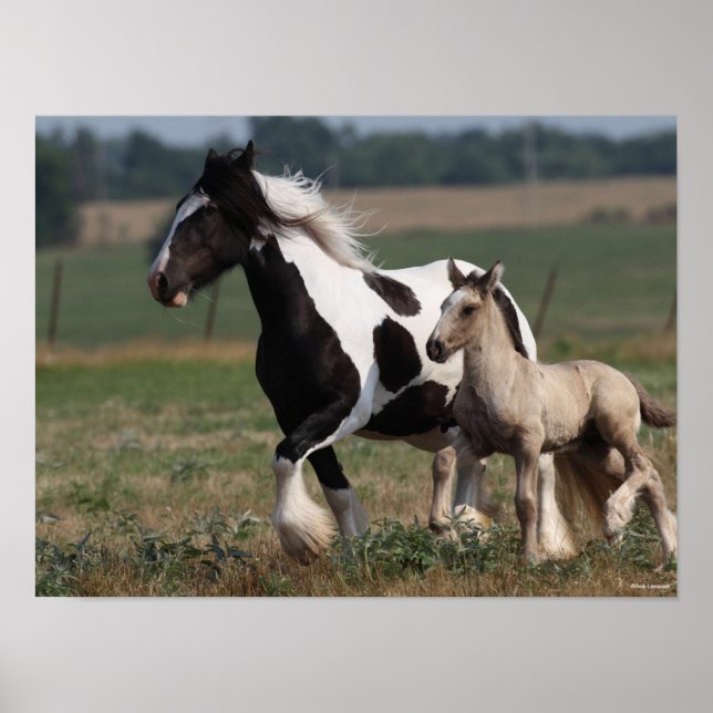 Poster Bob Langrish | Gypsy Vanner Mare et Foal Running (Devant)