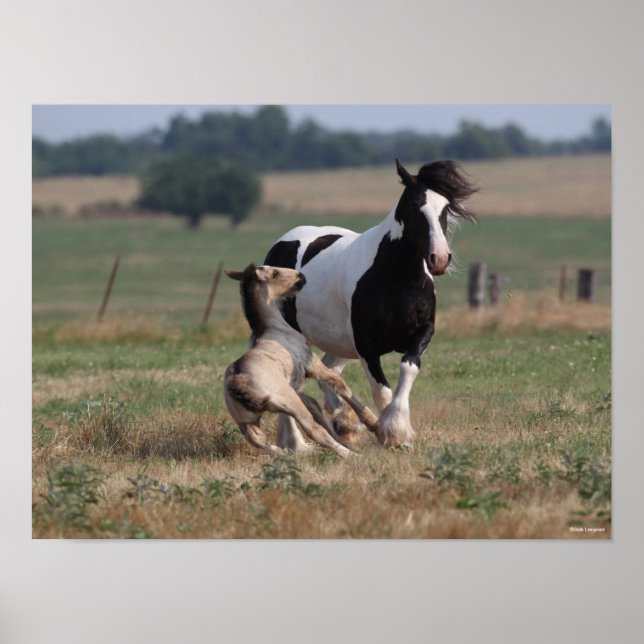 Poster Bob Langrish | Gypsy Vanner Mare et Foie (Devant)