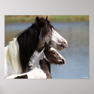 Poster Bob Langrish   Gypsy Vanner Mare et Foie Capture d