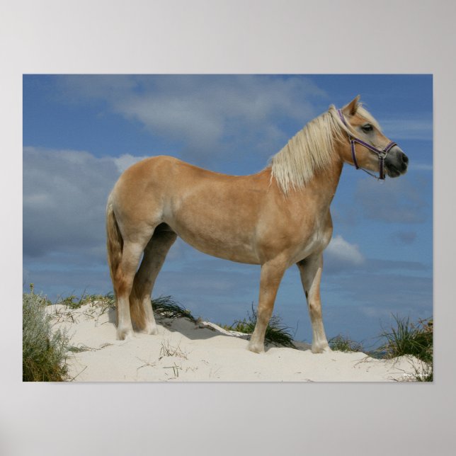 Poster Bob Langrish | Haflinger Debout Sur La Plage (Devant)
