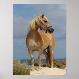 Poster Bob Langrish   Haflinger Debout Sur La Plage